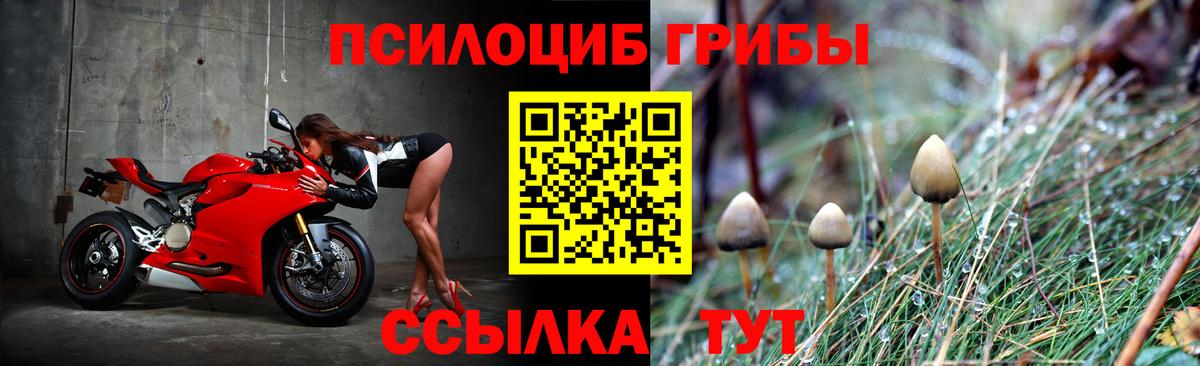Галлюциногенные грибы Psilocybe  Вход с VPN  Красноперекопск 